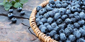 DLACZEGO WARTO JEŚĆ CZARNE JAGODY? CZARNE JAGODY WŁAŚCIWOŚCI