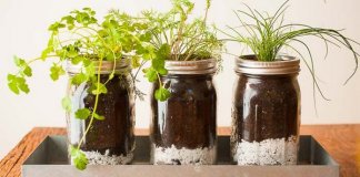 Jak samodzielnie hodować zioła w kuchni?