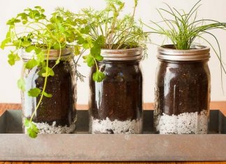 Jak samodzielnie hodować zioła w kuchni?