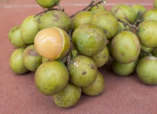 QUENEPA – TEN OWOC LECZY BEZSENNOŚĆ!