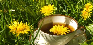 KORZEŃ MNISZKA LEKARSKIEGO – POGROMCA KOMÓREK RAKOWYCH?