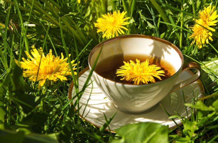 KORZEŃ MNISZKA LEKARSKIEGO – POGROMCA KOMÓREK RAKOWYCH?