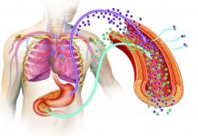 BŁONNIK POKARMOWY CHRONI PRZED CUKRZYCĄ TYPU 2 błonnik pokarmowy chroni przed cukrzycą