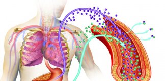 BŁONNIK POKARMOWY CHRONI PRZED CUKRZYCĄ TYPU 2 błonnik pokarmowy chroni przed cukrzycą