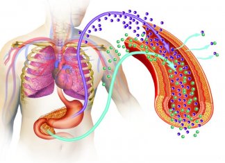 BŁONNIK POKARMOWY CHRONI PRZED CUKRZYCĄ TYPU 2 błonnik pokarmowy chroni przed cukrzycą