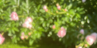 Sałatka śródziemnomorska z tuńczykiem – zdrowie dla skóry, hormonów i włosów Sałatka z orzo i tuńczykiem